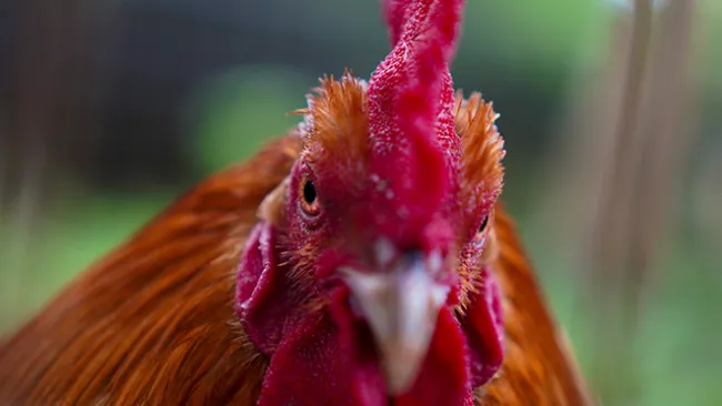 Red hen